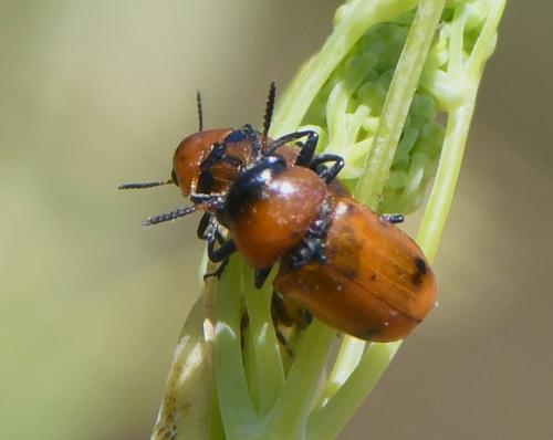 Réf. 235 946 : Coptocephala sp.